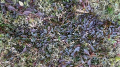 Ludwigia repens