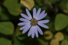 Symphyotrichum retroflexum
