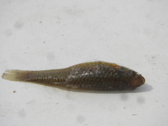 Jenynsia lineata