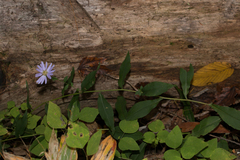Symphyotrichum retroflexum