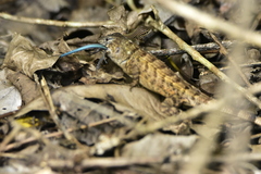 Sceloporus utiformis