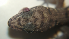 Dixonius siamensis