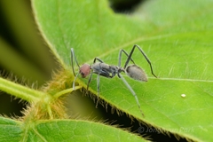 Camponotus singularis
