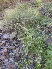 Lyrocarpa coulteri