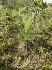 Xanthorrhoea johnsonii