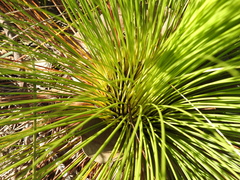 Xanthorrhoea johnsonii