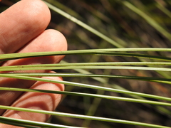 Xanthorrhoea johnsonii