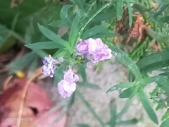 Linaria purpurea