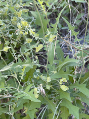 Lyrocarpa coulteri