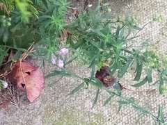 Linaria purpurea