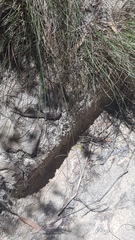 Acritoscincus
