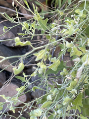Lyrocarpa coulteri