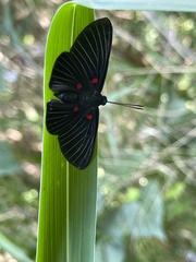 Melanis cephise