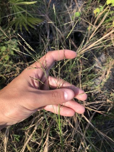 Panicum bartowense observed 2022-11-02