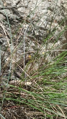 Acritoscincus