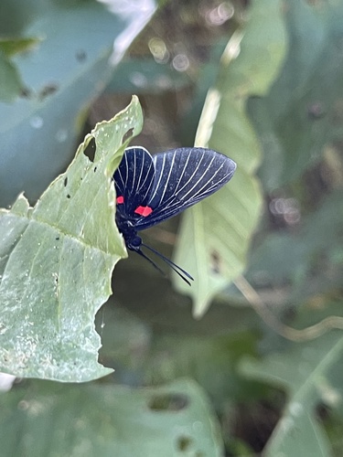 White-rayed Metalmark