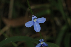 Lobelia trigonocaulis