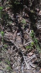 Acritoscincus