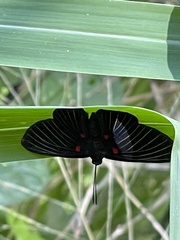 Melanis cephise