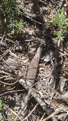Acritoscincus