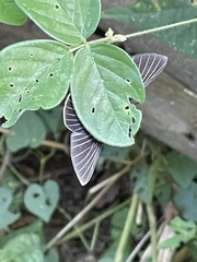 Melanis cephise