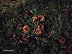 Craterellus tubaeformis