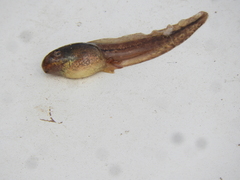 Boana pulchella