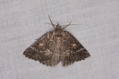 Lophothorax eremnopis