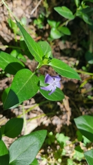 Vinca