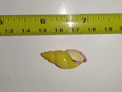 Gastropoda