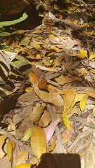 Heteronympha merope