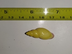 Gastropoda