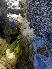 Amathia verticillata