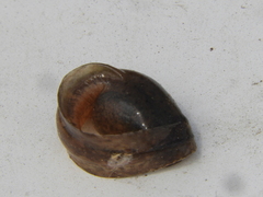 Boana pulchella