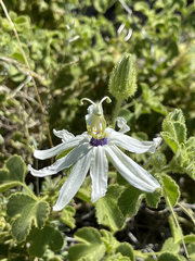 Passiflora palmeri