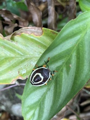 Brachystethus improvisus