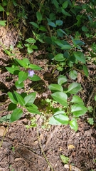 Vinca