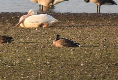 Branta hutchinsii leucopareia