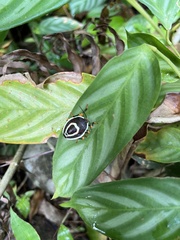 Brachystethus improvisus