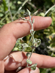 Lyrocarpa coulteri
