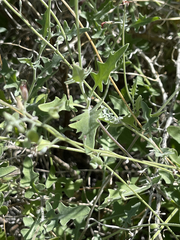 Lyrocarpa coulteri