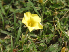 Oxalis compressa