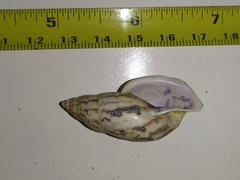 Drymaeus megas