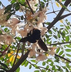 Xylocopa