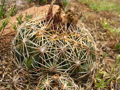 Coryphantha radians