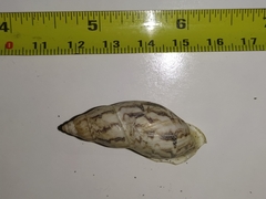Drymaeus megas
