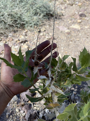 Ambrosia ilicifolia