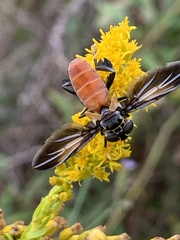Galactomyia