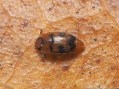 Epuraea ocularis