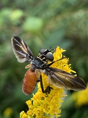 Galactomyia